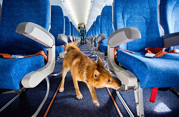 8. Надеемся, что эти умнейшие собаки помогут сделать нахождение в аэропортах более безопасным!