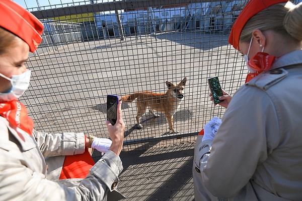 5. Собак тренируют сессиями по 30 минут, после которых псам дают немного передохнуть. В ходе тренировки собак знакомят с новым запахом, а затем учат распознавать его среди биоматериалов здоровых доноров. При распознавании образца собака сигнализирует об этом кинологу лаем или особым вилянием хвоста.