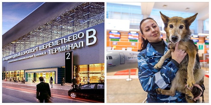 На страже здоровья нации: В Шереметьево собак учат распознавать заболевших COVID-19