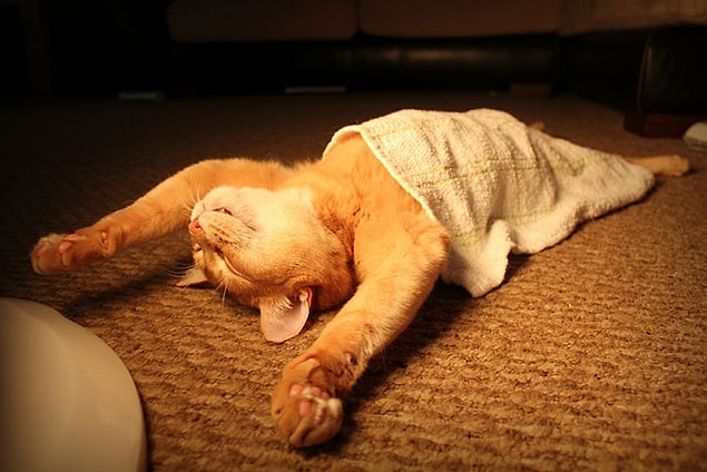 5. Les chats rêvent-ils ?