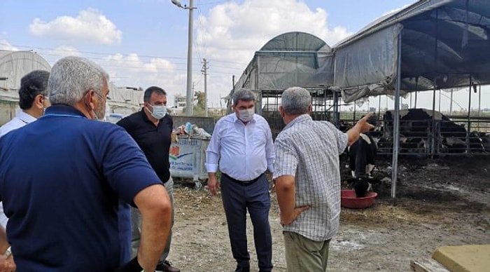 Büyükbaş Hayvanlarda Görülen Üç Gün Hastalığı Yurda Giriş Yaptı: 'Önlem Alınmazsa Tehlike Çok Büyük'