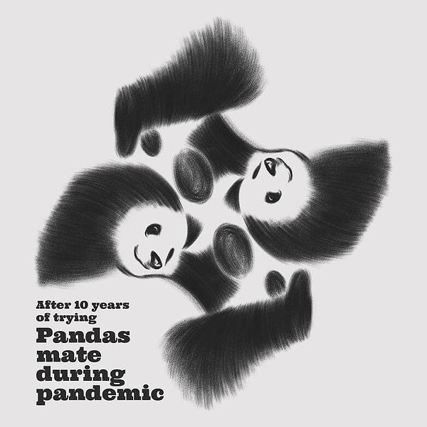 9. "10 yıllık bir sürecin ardından pandalar pandemide çiftleşmeye başladı."