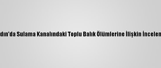 Aydın'da Sulama Kanalındaki Toplu Balık Ölümlerine İlişkin İnceleme