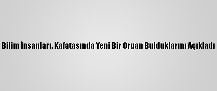 Bilim İnsanları, Kafatasında Yeni Bir Organ Bulduklarını Açıkladı