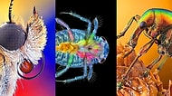 Nikon'un Düzenlediği 2020 Yılı Mikro Fotoğraf Yarışmasında Ödül Alan Birbirinden Etkileyici 20 Fotoğraf