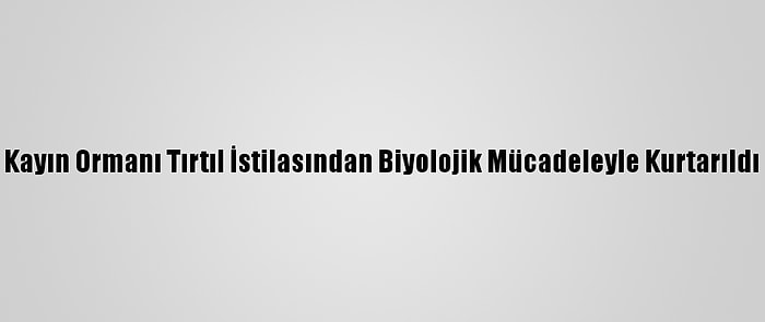 Kayın Ormanı Tırtıl İstilasından Biyolojik Mücadeleyle Kurtarıldı