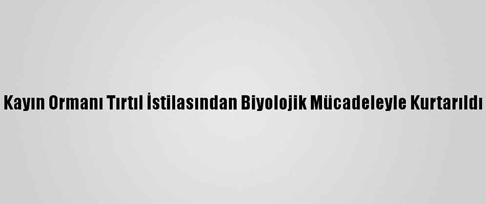 Kayın Ormanı Tırtıl İstilasından Biyolojik Mücadeleyle Kurtarıldı
