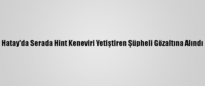 Hatay'da Serada Hint Keneviri Yetiştiren Şüpheli Gözaltına Alındı