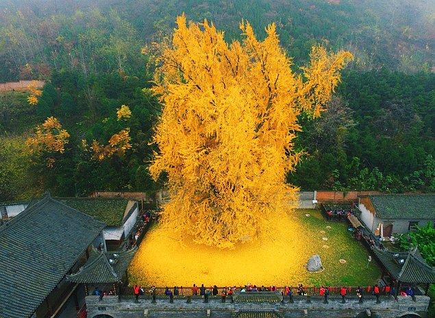 1. Ginko ağacı, Çin