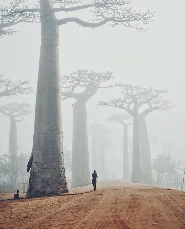 6. Величественные баобабы в тумане где-то на Мадагаскаре - воистину завораживающее зрелище...