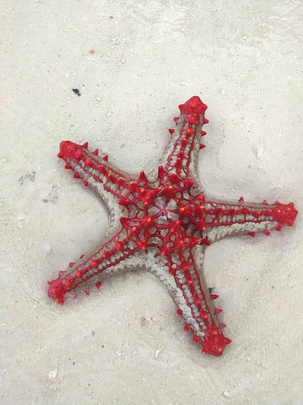 8. Резная морская звезда на пляже в Занзибаре (Танзания).