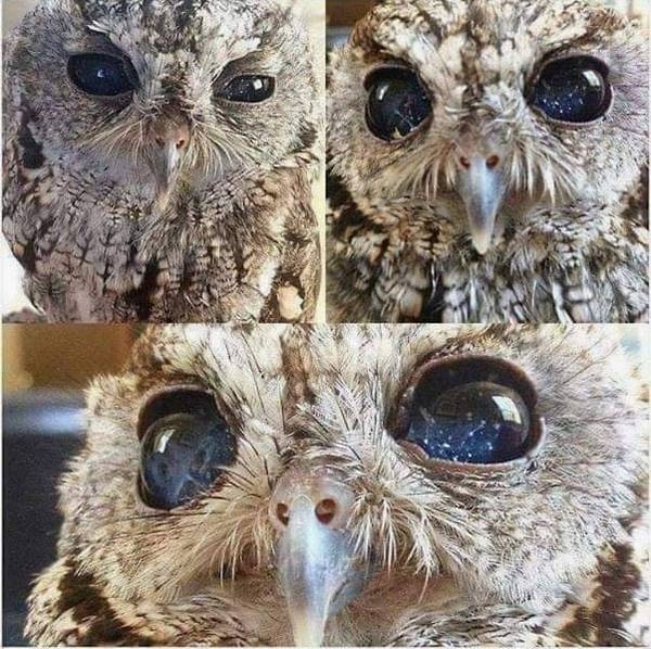 21. Познакомьтесь с Зевсом - спасенной слепой совой, в глазах которой - целое звездное небо!