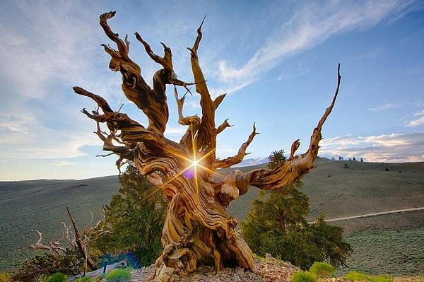 20. ''Dünyanın en eski ağacının müthiş fotoğrafı.''