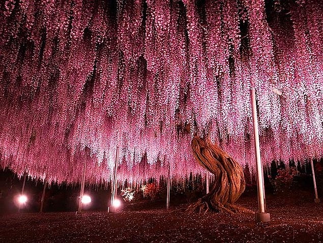 6. Visterya, Japonya