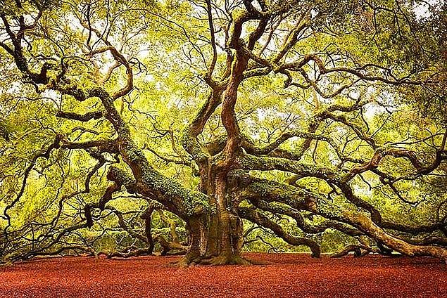 10. Melek meşe ağacı, Güney Karolina