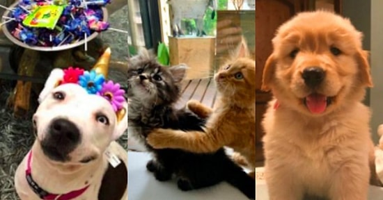‘Nasıl Başladı/Nasıl Gidiyor’ Akımına Birbirinden Tatlı Evcil Hayvanları ile Katılarak Gözlerimizden Kalpler Çıkartan 17 Kişi