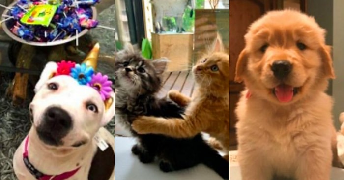 ‘Nasıl Başladı/Nasıl Gidiyor’ Akımına Birbirinden Tatlı Evcil Hayvanları ile Katılarak Gözlerimizden Kalpler Çıkartan 17 Kişi