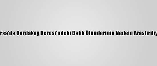 Bursa'da Çardaköy Deresi'ndeki Balık Ölümlerinin Nedeni Araştırılıyor