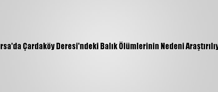 Bursa'da Çardaköy Deresi'ndeki Balık Ölümlerinin Nedeni Araştırılıyor