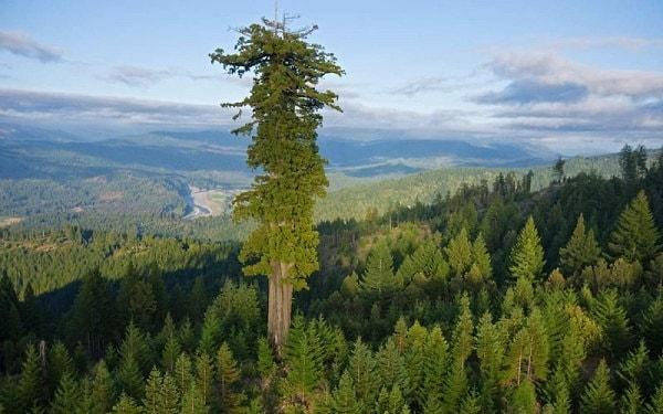12. Hyperion ağacı, Amerika Birleşik Devletleri