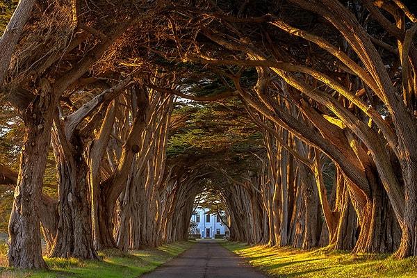 13. Kayın Ağacı Tüneli, İrlanda