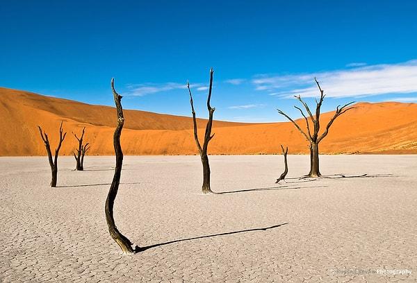 14. Ağaç iskeletleri, Namibya