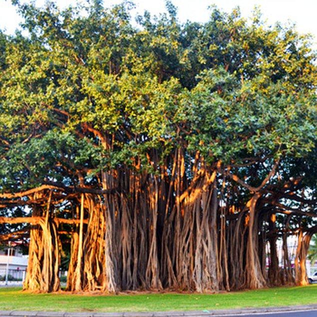 17. Banyan Ağacı, Yeni Zelanda-Hindistan
