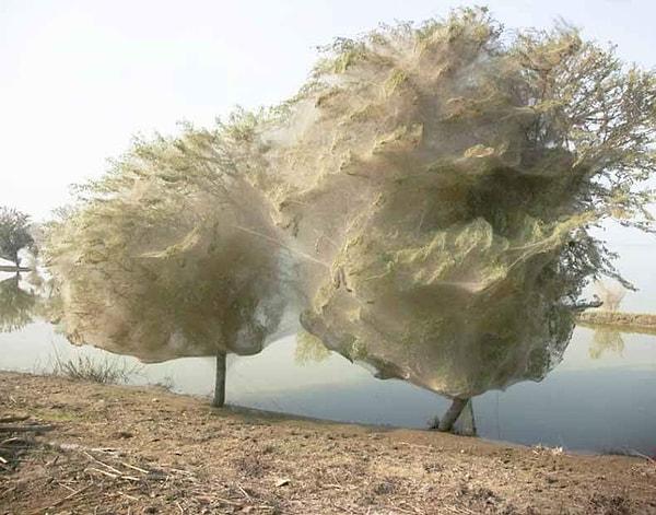 18. Örümcek ağacı, Pakistan