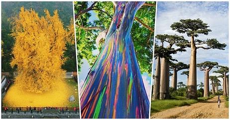 Sadece Dünyanın Belli Yerlerinde Bulunan Güzellikleri ile Sizi Büyüleyecek 18 Ağaç Türü