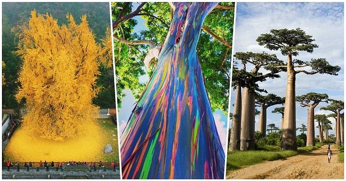 Sadece Dünyanın Belli Yerlerinde Bulunan Güzellikleri ile Sizi Büyüleyecek 18 Ağaç Türü