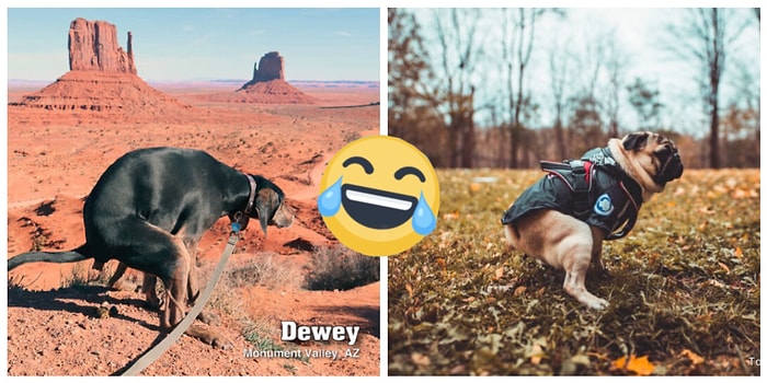 В процессе: Календарь "Какающие собаки 2021" достойно соревнуется с австралийскими пожарными (и, похоже, побеждает!)