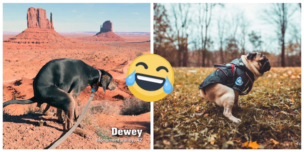 В процессе: Календарь "Какающие собаки 2021" достойно соревнуется с австралийскими пожарными (и, похоже, побеждает!)