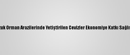 Bozuk Orman Arazilerinde Yetiştirilen Cevizler Ekonomiye Katkı Sağlıyor