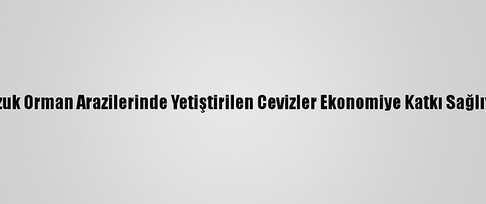 Bozuk Orman Arazilerinde Yetiştirilen Cevizler Ekonomiye Katkı Sağlıyor