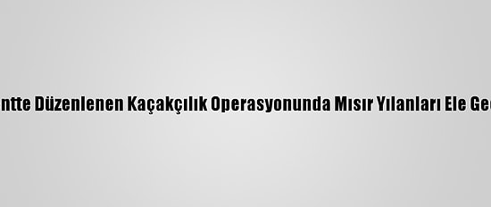 Başkentte Düzenlenen Kaçakçılık Operasyonunda Mısır Yılanları Ele Geçirildi