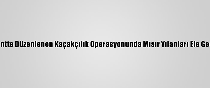 Başkentte Düzenlenen Kaçakçılık Operasyonunda Mısır Yılanları Ele Geçirildi