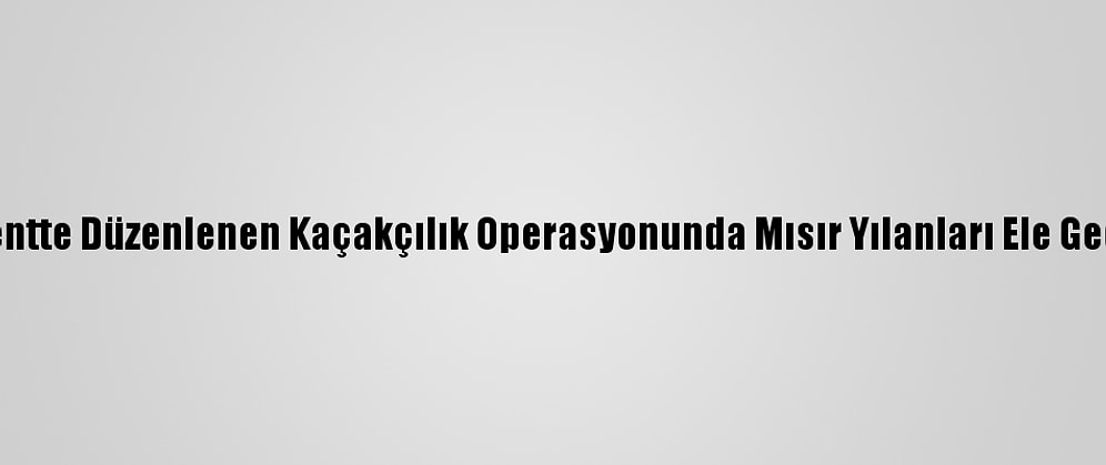 Başkentte Düzenlenen Kaçakçılık Operasyonunda Mısır Yılanları Ele Geçirildi