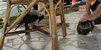8 Yıldır Kedilerle Birlikte Yaşayan Karga Miyavlamaya Başladı