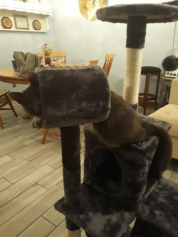 13. "İnternetten kedim için bir kule sipariş ettim ve beklediğimden daha küçük çıktı. Kedim yine de hakkını veriyor..."