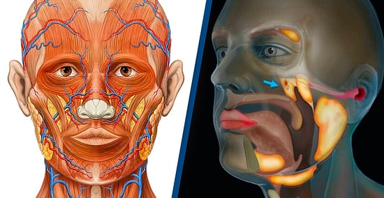 Bilim İnsanları Testis Kanseri İçin Araştırma Yaparken Kafatasımızda Daha Önce Tanımlanmamış Yeni Bir Organ Keşfetti