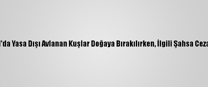 İstanbul'da Yasa Dışı Avlanan Kuşlar Doğaya Bırakılırken, İlgili Şahsa Ceza Kesildi