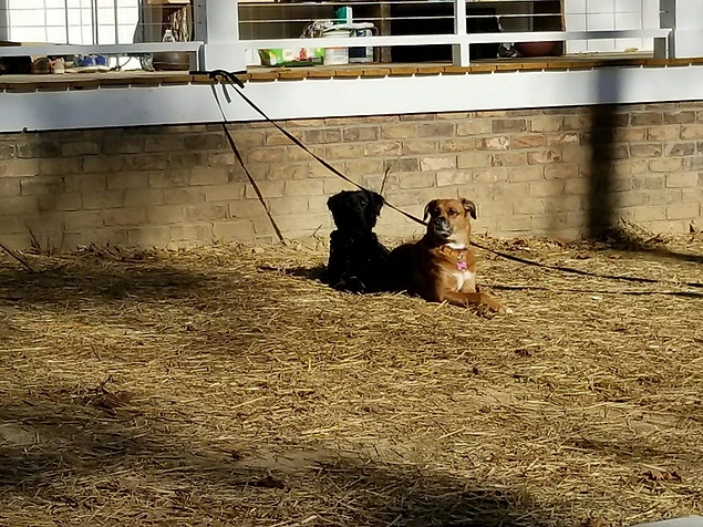 Bu köpeğin yanındaki köpek sizce de kendi gölgesi gibi durmuyor mu?