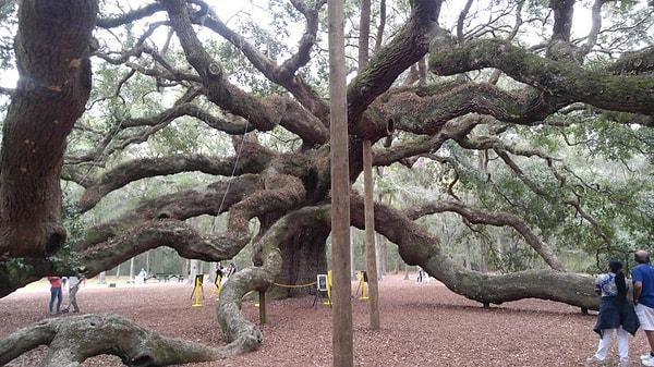 11. Güney Karolina'da bir meşe ağacı: