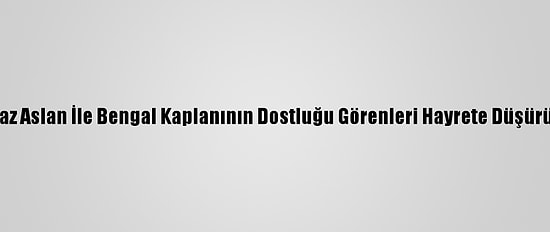 Beyaz Aslan İle Bengal Kaplanının Dostluğu Görenleri Hayrete Düşürüyor