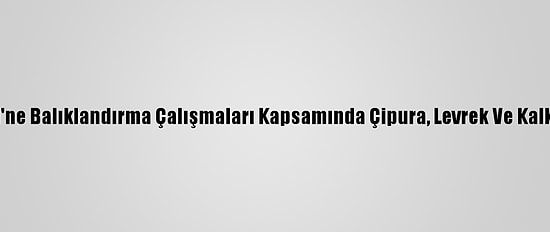 İzmit Körfezi'ne Balıklandırma Çalışmaları Kapsamında Çipura, Levrek Ve Kalkan Bırakıldı