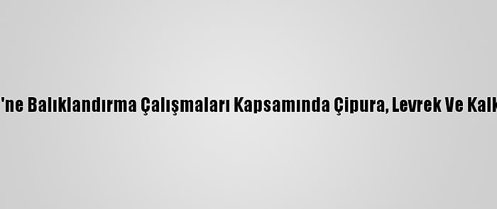 İzmit Körfezi'ne Balıklandırma Çalışmaları Kapsamında Çipura, Levrek Ve Kalkan Bırakıldı