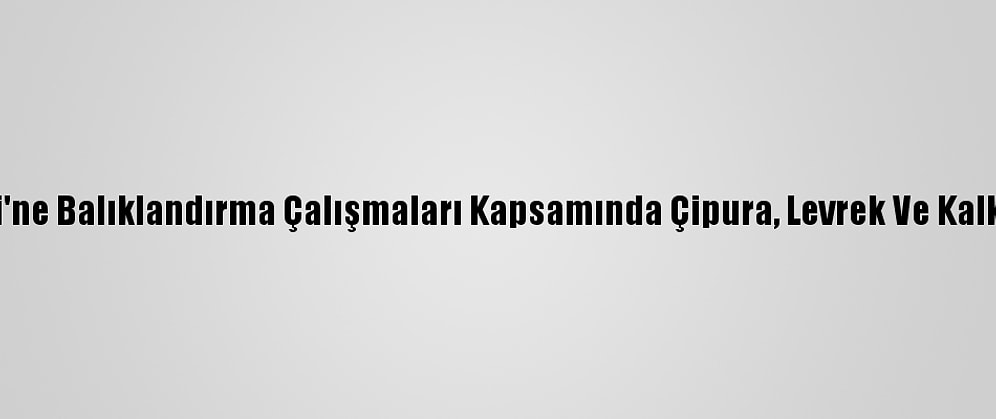 İzmit Körfezi'ne Balıklandırma Çalışmaları Kapsamında Çipura, Levrek Ve Kalkan Bırakıldı