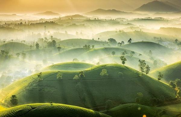 2. Yılın Hava Olayları Fotoğrafçısı kategorisi ikincisi / 'Çay Tepeleri' - Vu Trung Huan
