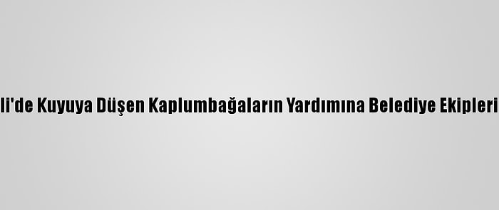 Kocaeli'de Kuyuya Düşen Kaplumbağaların Yardımına Belediye Ekipleri Koştu