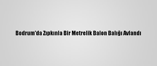 Bodrum'da Zıpkınla Bir Metrelik Balon Balığı Avlandı